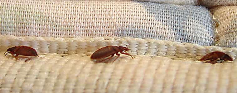 bed bug control service