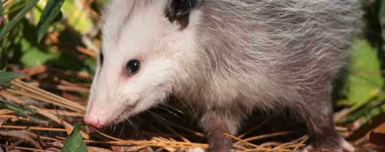 possum control adelaide