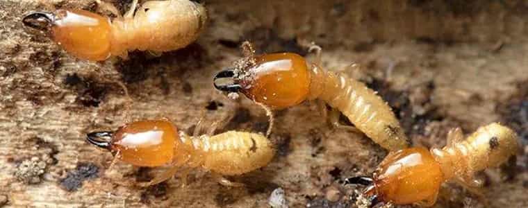 termite control adelaide