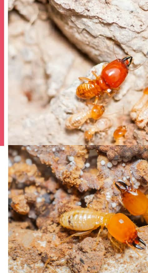 Emergency Termite Pest Control