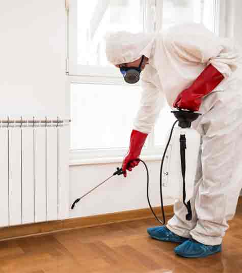 Pest Extermination In Glenunga