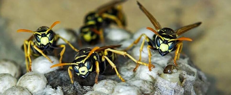 Wasp Nest Removal Adelaide