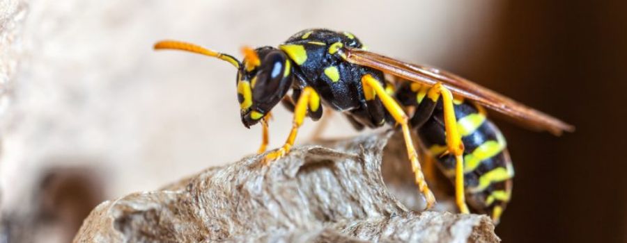 Pest Control Aberfoyle Park