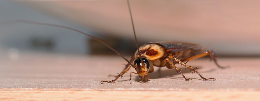 Pest Control Henley Beach